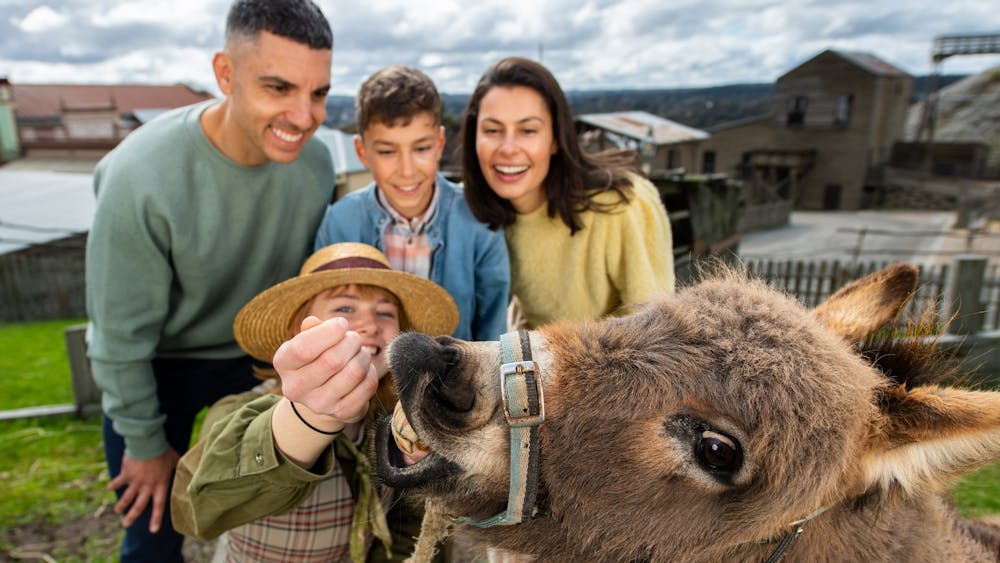 Family watching on as an animal handler feeds a donkey